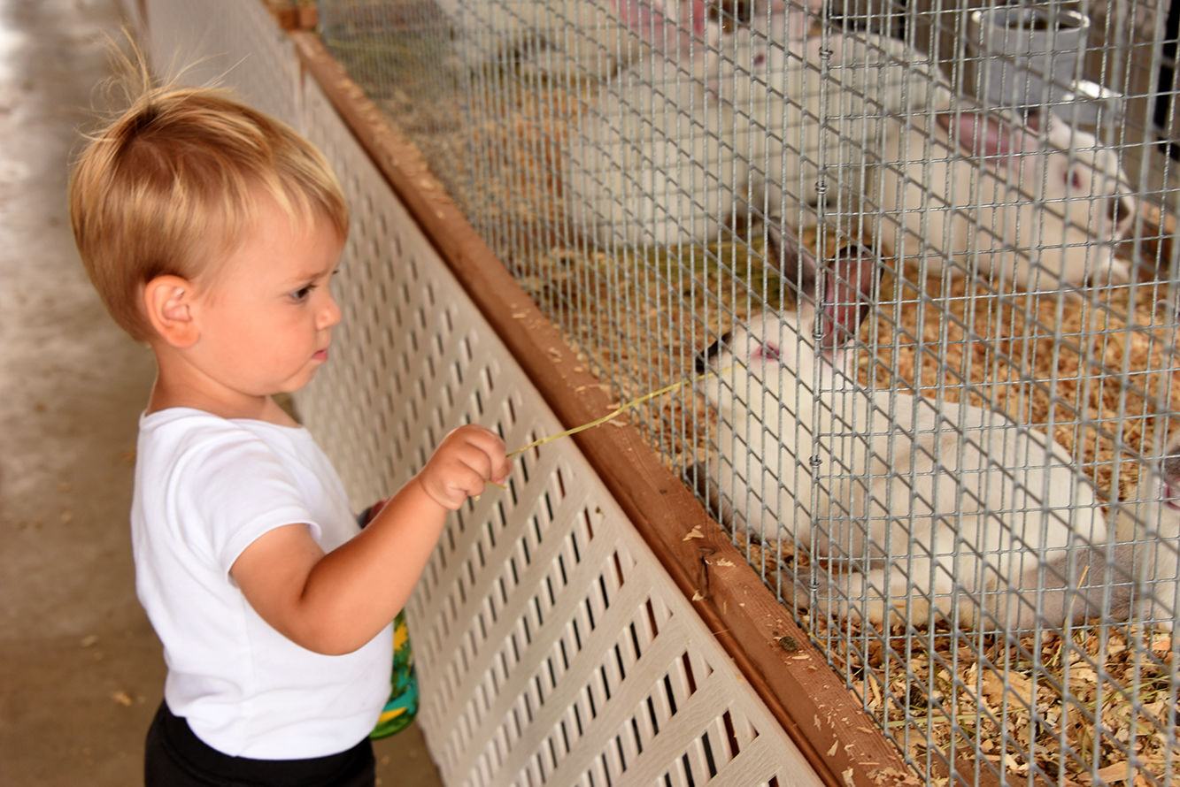 Tioga County Fair kicks off, continues through Saturday